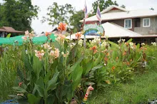 680424 ดอกพุทธรักษาในสวนครอบครัวน่ารัก 462.JPG
