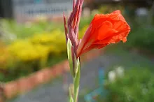 คลีโอพัตราสองสี 23.JPG