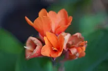 680424 ดอกพุทธรักษาในสวนครอบครัวน่ารัก 359.JPG