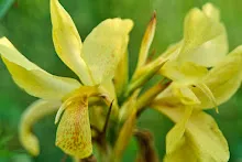 เหลืองประกายดาว Yellow freckle 1.jpg