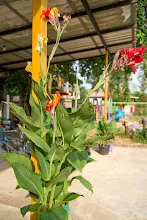 680424 ดอกพุทธรักษาในสวนครอบครัวน่ารัก 68.jpg
