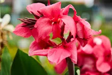 สวนน่ารักใหญ่ Large Crimson Beauty 10.jpg