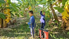 671130 นร.สมุนพระราม ฉีดพ่นจุลินทรีย์ B16 รักษากล้วยตายพราย  16.jpg