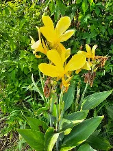 เหลืองธรรมดา Tropical yellow 21.jpg