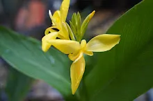 เหลืองธรรมดา Tropical yellow 4.JPG