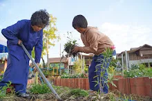 680110 สมุนพระราม ทำ 5 ส ปลูกต้นองุ่น ปรับปรุงแปลงดอกไม้ 78.jpg