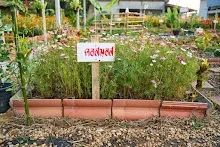 680220 พิธีเปิดสวนครอบครัวน่ารัก บ้านราช 22.jpg