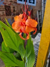 ส้มเบิกบาน Orange bloom 6.jpg