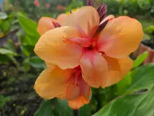 ส้มอุบล Ubon Orange 13.jpg