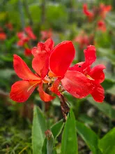 แดงประการัง Coral Red 3.jpg