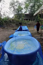 671213 ภาพ การเลี้ยงผำในอ่างพลาสติก ปสช.บิวตี้ บอส 97.jpg