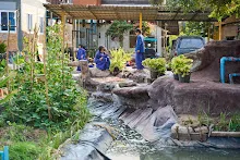 680218 สมุนพระราม เพาะควบแน่น เมล็ดพุทธรักษาที่ได้ผสมพันธุ์ข้ามสี  44.jpg