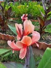เมลินดา Melinda 6.jpg