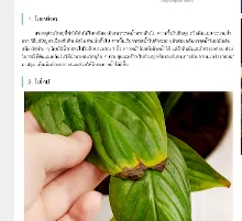 680221 สมุนพระรามเรียนรู้การสังเกตอาการผิดปกติของพืชในสวน 49.png