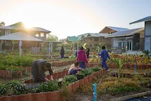 680608 สมุนพระรามเก็บเมล็ดพันธุ์ดอกไม้กินได้ที่สวน ไปขนดินปลูก 52.jpg