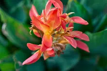 คลีโอพัตรา แดงชมพู Cleopatra red pink 2.jpeg