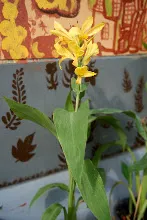 เหลืองประกายดาว Yellow freckle 5.jpg