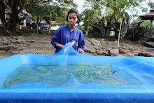 671213 ภาพ การเลี้ยงผำในอ่างพลาสติก ปสช.บิวตี้ บอส 100.jpg