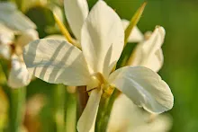 ขาวธรรมดา Tropical white 12.jpg