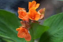 สีอำไพ Seeumpai 6.JPG