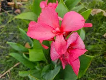 สวนน่ารักเล็ก Small Crimson Beauty 1.jpg