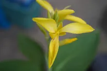 เหลืองธรรมดา Tropical yellow 6.JPG