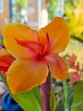 ส้มอุบล Ubon Orange 18.jpg