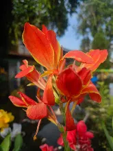 ส้มแสงสว่าง Orange Light 11.jpg