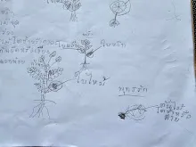 680221 สมุนพระรามหัดสังเกต 9 อาการผิดปกติของพืช 3.jpg