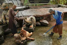 680511 ภาพโฮมแฮงขัดนำตกองค์พระพุทธธาในวันวิสาขฯ 58.jpeg