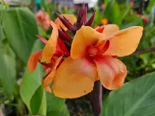 ส้มอุบล Ubon Orange 14.jpg