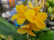 เหลืองอุบล Ubon Yellow 17.jpg