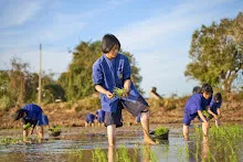 680111 กิจกรรมดำนาวันเด็กแห่งชาติ ของนร.สสธ.และสมุนพระราม 46.jpg