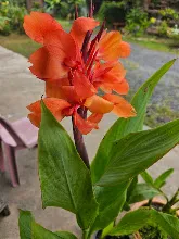 ส้มเบิกบาน Orange bloom 7.jpg