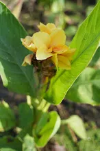 เหลืองอุบล Ubon Yellow 5.JPG