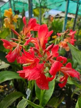 แดงประการัง Coral Red 2.jpg