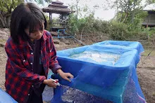671213 ภาพ การเลี้ยงผำในอ่างพลาสติก ปสช.บิวตี้ บอส 93.jpg