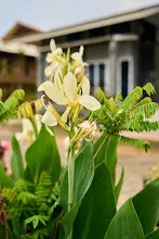 680313 ดอกพุทธรักษาที่หน้าป้ายสวนครอบครัวน่ารัก 21.jpg