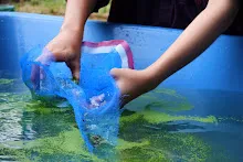 671213 ภาพ การเลี้ยงผำในอ่างพลาสติก ปสช.บิวตี้ บอส 81.jpg