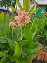 680424 ดอกพุทธรักษาในสวนครอบครัวน่ารัก 521.jpg