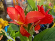แดงประการัง Coral Red 5.jpg
