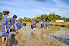 680111 กิจกรรมดำนาวันเด็กแห่งชาติ ของนร.สสธ.และสมุนพระราม 74.jpg