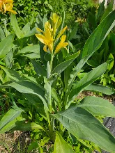 เหลืองธรรมดา Tropical yellow 22.jpg