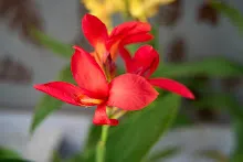 680424 ดอกพุทธรักษาในสวนครอบครัวน่ารัก 243.jpeg