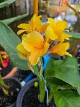 เหลืองอุบล Ubon Yellow 18.jpg