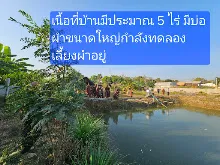 680209 เดินตามรอยโพธิสัตว์ งานพุทธาฯปฐมอโศก ต้นทองหลาง สังเคราะห์แสง 45.jpeg