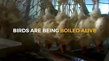 การฆ่าไก่ น้ำร้อนลวกเป็นๆ Birds are being boiled alive. It needs to end! ❘ Ban Live มีซับ.mp4