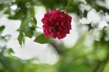 A7C01923.jpg