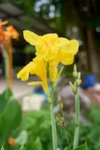เหลืองราชันย์ Yellow King Humbert 9.jpg