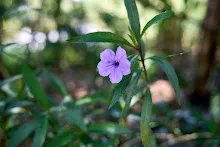 680124 นร.ม.2 ฝึกเพาะเมล็ดพุทธรักษาแบบควบแน่น 36.jpg